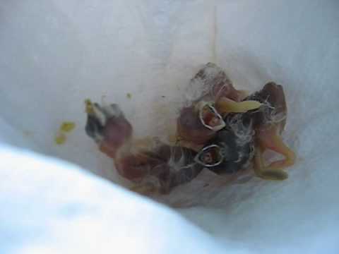 how to care for a zebra finch