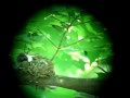Cerulean Warbler Cerulean Warbler