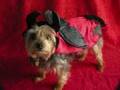 Halloween Pet Photo Contest 2008
