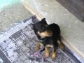 guspini    addio carissimo dolce amico di vita ginko   