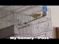 Pascalh74 - malinoi.wmv
