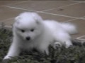 Paris Baby Boy 5.5 wks old