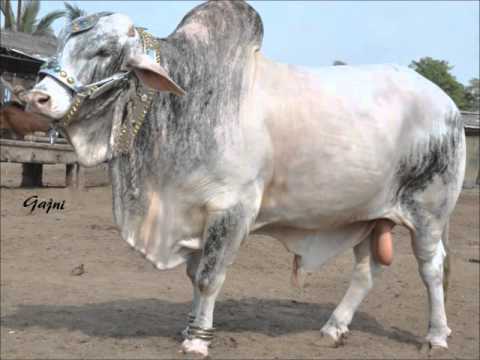 bakra eid qurbani 2011 - Shah Cattle Farm 2011 - Cows and Bulls for Bakra Eid - Qurbani.