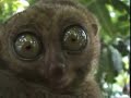 Dramatic Lemur Funny as hell