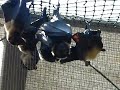 Bat Hospital