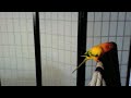 Sometimes Stewie is eager to train, others he clearly has other things on his mind.

This is the last 2 minutes of a 3-minute training session - my sun conure is distracted and I can't get him to pay attention. Everyone is allowed to have off days, so I stop, put him on his play stand and see if he's in the mood to try again later.

For anyone who wants to know what a screaming sun conure sounds like, this is his normal yelling. He gets louder than this sometimes.

Blog post about this training session here: http://bestinflock.wordpress.com/2008/05/16/parrot-training-video-outtakes/

To learn more about how to stop your parrot from screaming for attention, please read: http://petknows.com/2008/06/25/3-tips-to-stop-your-parrots-screaming/
and
http://bestinflock.wordpress.com/2008/06/25/why-does-the-caged-bird-scream/