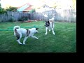 Okii & Neisha Playing Okii & Neisha Playing