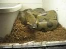 Green Anaconda