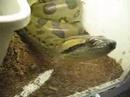 Green Anaconda