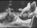 Animal Farm Animalism Project