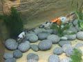 My Fish Pond - 4 Under Water