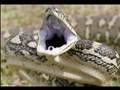 WAKEY WAKEY HANDS OFF SNAKEY
