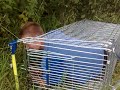 Kittens and celebrities and porn