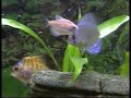 El acuario de Carles 2