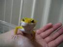 レオパ脱走