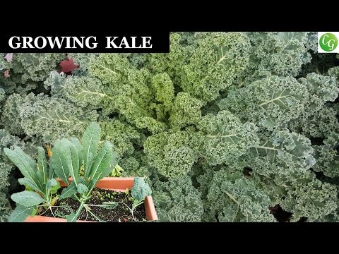 video-linktoworks-Growing & Harvesting Kale - A Complete Guide To Grow...