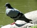 Canon PowerShot SX110 IS Video Testing with 10x Zoom (Pigeon)