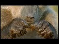 Wild monkeys eating shark eggs on low tide - BBC wildlife