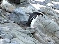 Hopping Chinstrap