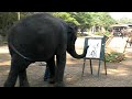 elephant peinture, thailande, mars 2008, marisa elephant peinture, thailande, mars 2008, marisa