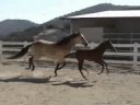 Baltizar Andalusian Colt for Sale Baltizar Andalusian Colt for Sale