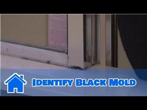 video-linktoworks-Housecleaning Tips : How to Identify Black Mold