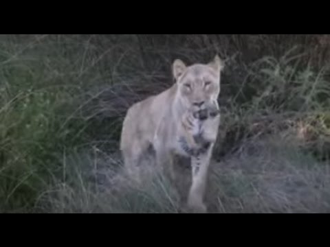 lioness