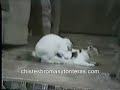 Animales chistosos en celo