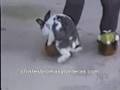 Animales chistosos en celo