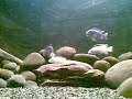 cichlids cichlids