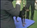 Exposicion canina Gibraltar, juicio Mini PINSCHERS Exposicion canina Gibraltar, juicio Mini PINSCHERS