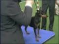Exposicion canina Gibraltar, juicio Mini PINSCHERS