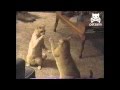 kucing lawan tinju