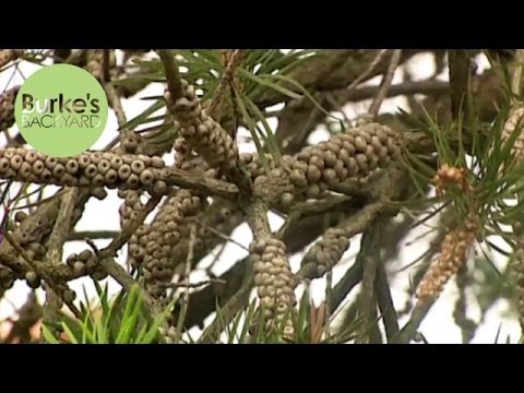 how to transplant bottlebrush