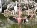 Flamingos of Tryp Cayo Coco