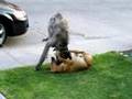 fila brasileiro