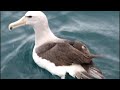 Salvins Albatross