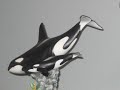 Orcinus Orca Gallery