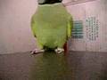 A psychopath parrot