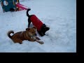 Let's Dig! 1/7/2010 Central Bark Doggy Day Care Oswego, IL