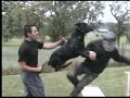 Entrainement cyno