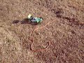 EXCEED RC BUGGY EXCEED RC BUGGY