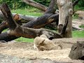 Knut The Fast Growing Icebear