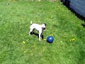 Jack Russell Terrier playing soccer Jack Russell Terrier playing soccer
