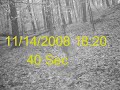 10 pt Closeup trailcam video.