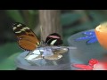 Blijdorp Vlindertuin HD :: Blijdorp Vlindertuin HD