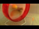 Story of my Hamster Story of my Hamster