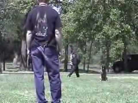 Police K9 Dog Training Video  - ...