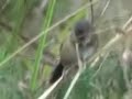 Broad-tailed Grassbird Broad-tailed Grassbird