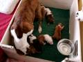 videos de amstaff 2 weeks3